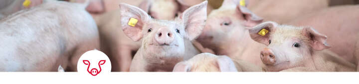 einstiegsbanner schwein blattivit mineralfutterkonzept einstiegsbanner schwein blattivit mineralfutterkonzept